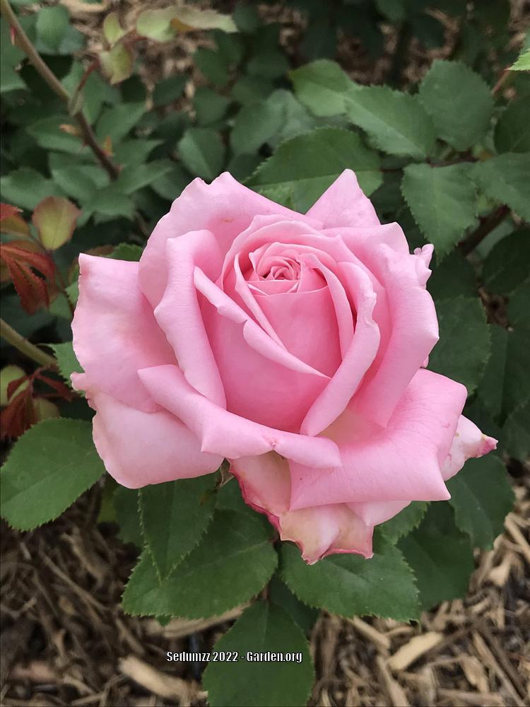 Photo of Rose (Rosa 'Belinda's Dream') uploaded by sedumzz