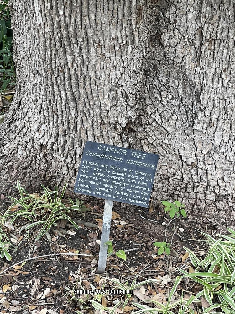 Photo of Camphor Tree (Cinnamomum camphora) uploaded by sedumzz
