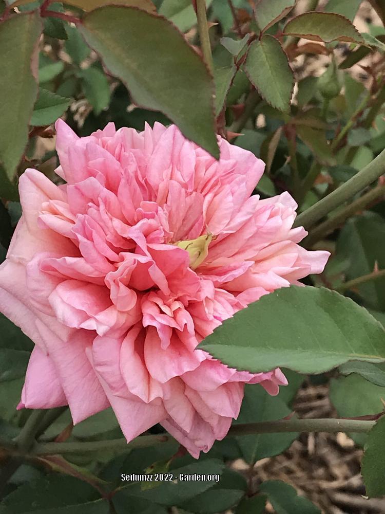 Photo of Tea Rose (Rosa 'Monsieur Tillier') uploaded by sedumzz