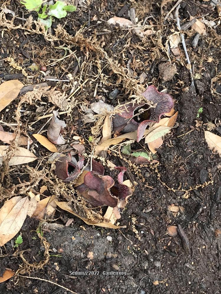 Photo of Common Pitcher Plant (Sarracenia purpurea subsp. purpurea) uploaded by sedumzz