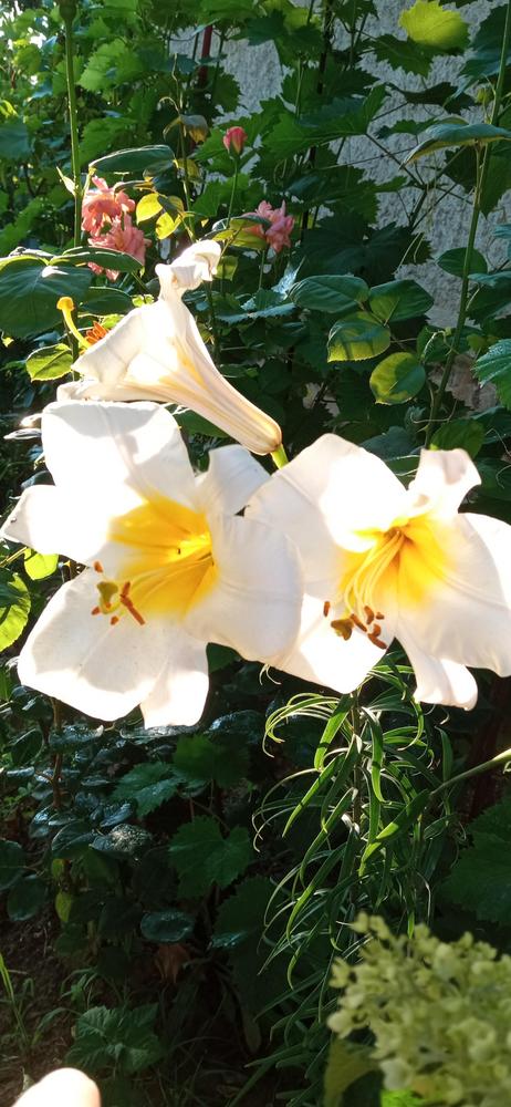 Photo of Lilies (Lilium) uploaded by Aamie