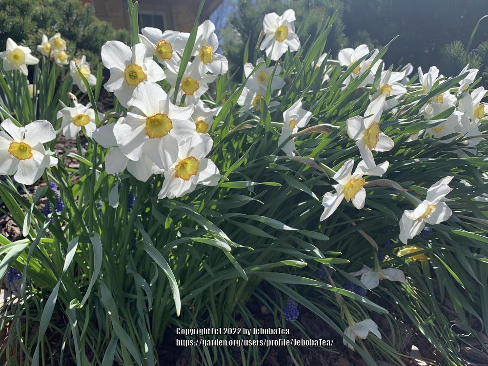 Photo of Small-Cupped Daffodil (Narcissus 'Barrett Browning') uploaded by JebobaTea