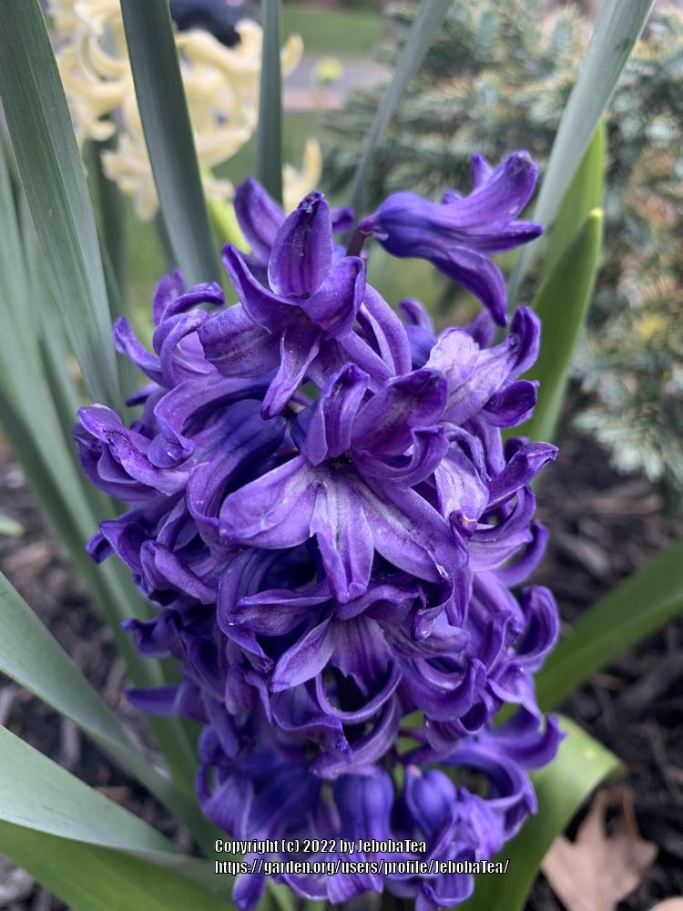 Photo of Hyacinth (Hyacinthus orientalis 'Blue Jacket') uploaded by JebobaTea