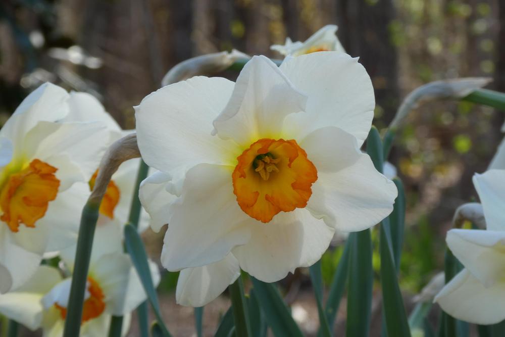 Photo of Small-Cupped Daffodil (Narcissus 'Barrett Browning') uploaded by LoriMT