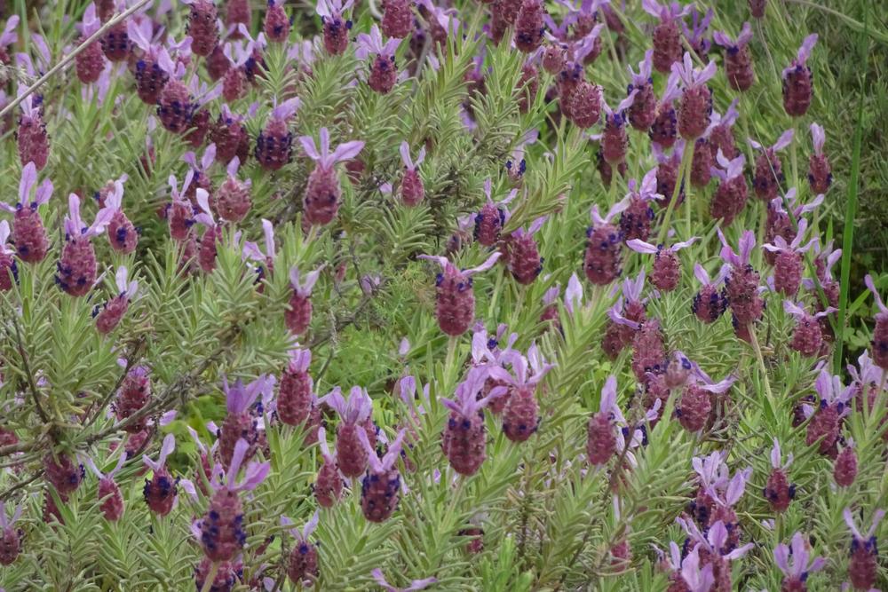 Photo of French Lavender (Lavandula dentata) uploaded by Orsola