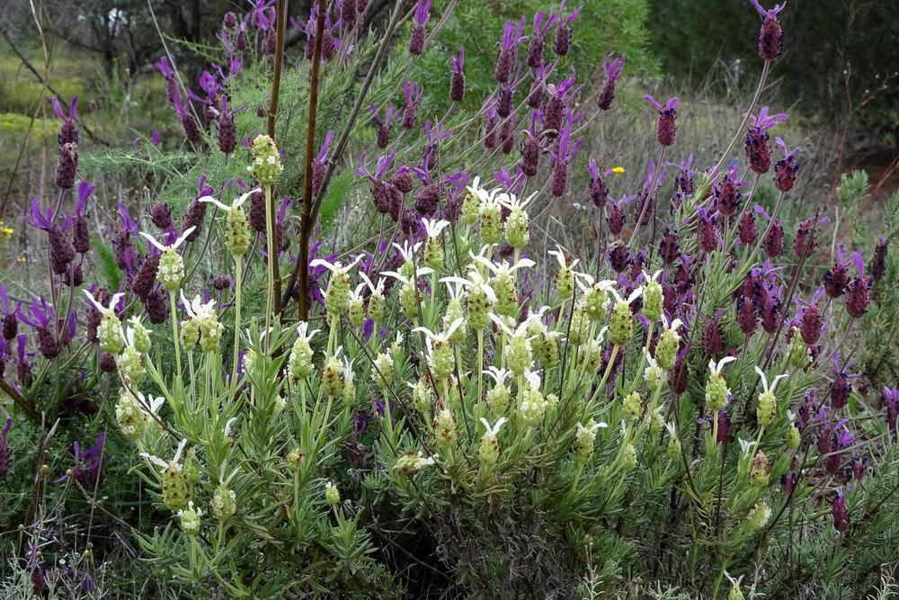 Photo of French Lavender (Lavandula dentata) uploaded by Orsola