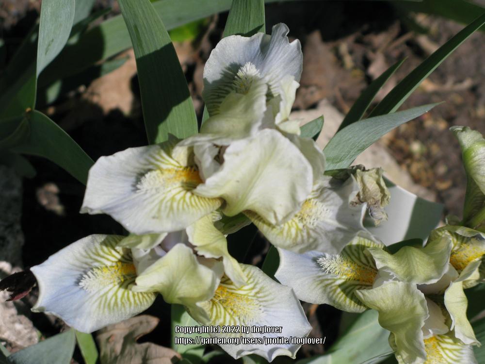 Photo of Miniature Dwarf Bearded Iris (Iris 'Maya Mint') uploaded by doglover