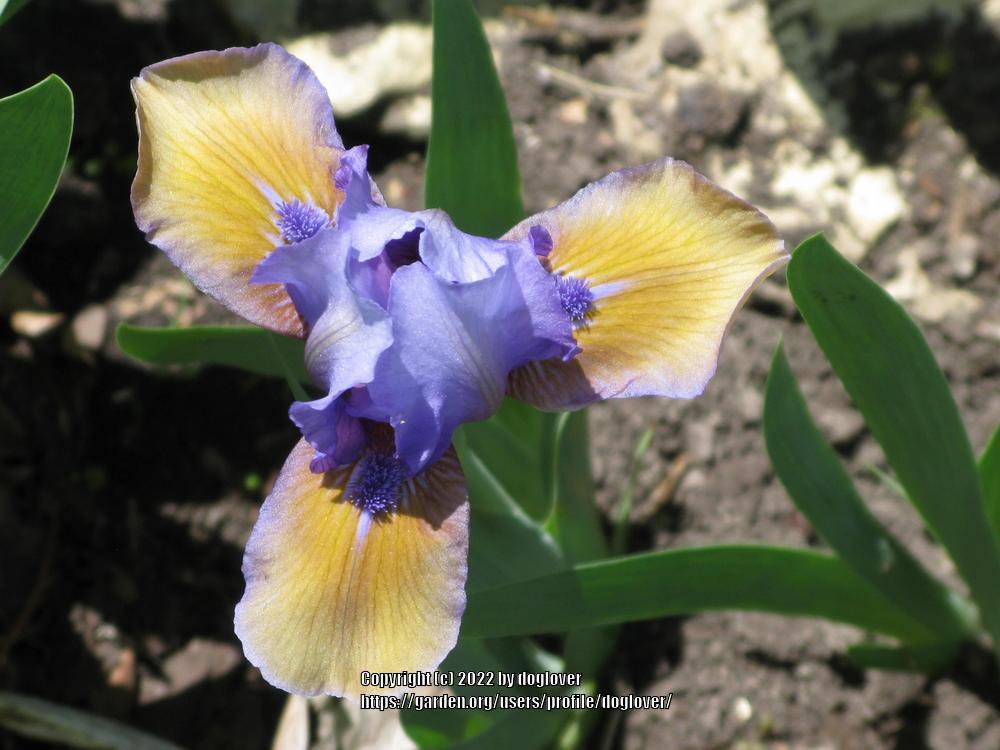 Photo of Standard Dwarf Bearded Iris (Iris 'Blueberry Tart') uploaded by doglover
