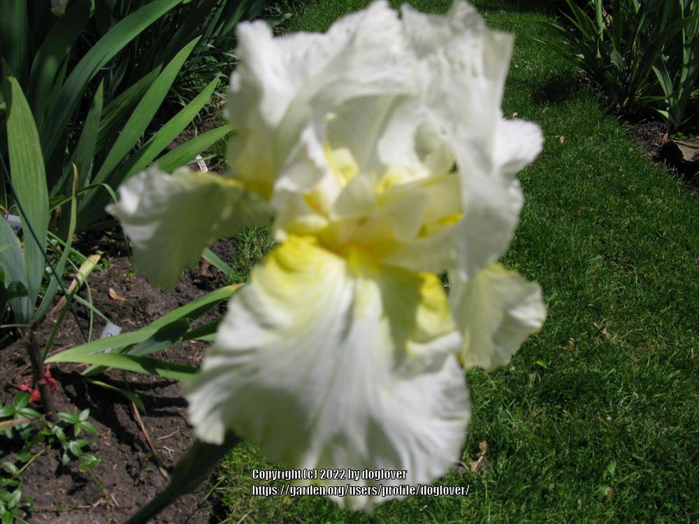 Photo of Tall Bearded Iris (Iris 'Crinkled Ivory') uploaded by doglover
