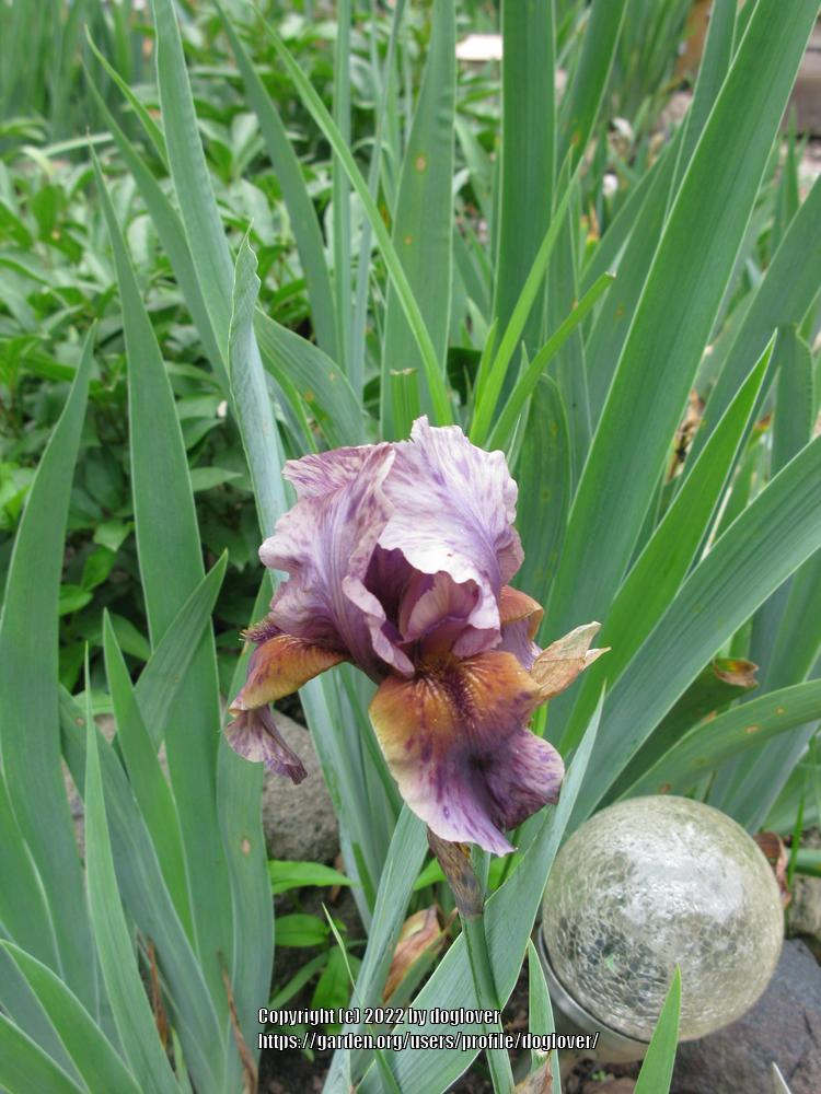 Photo of Border Bearded Iris (Iris 'Jungle Shadows') uploaded by doglover