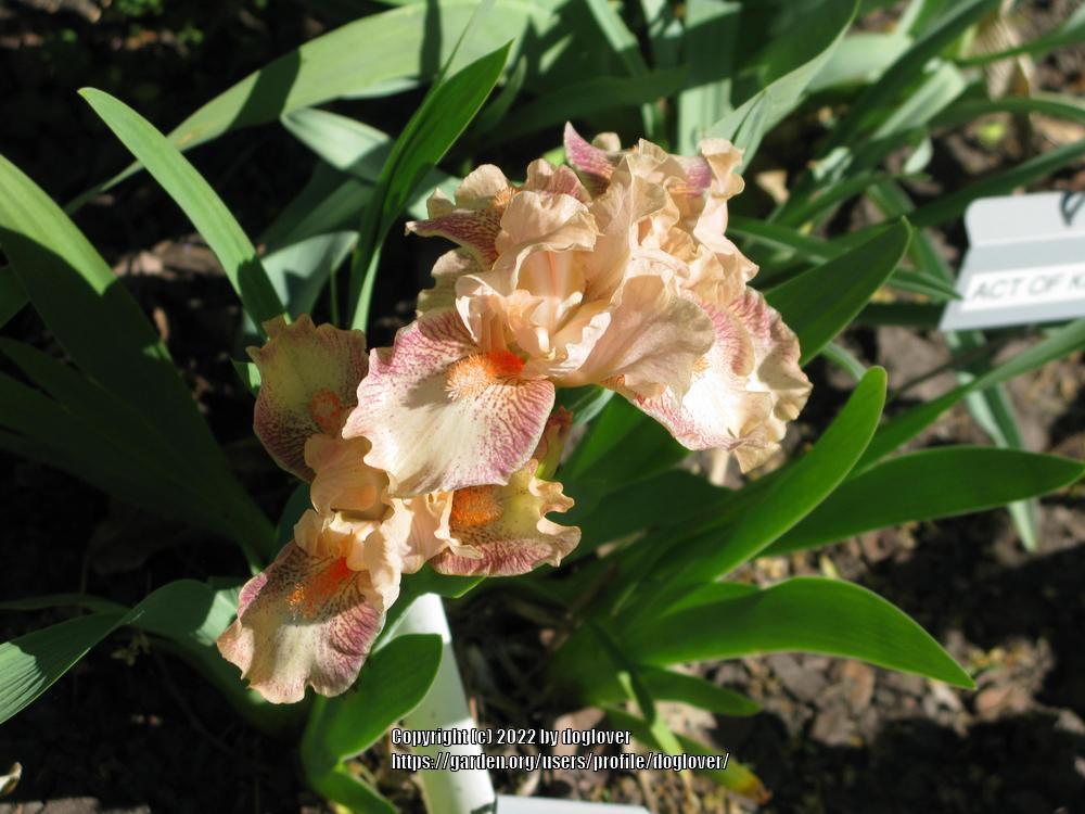 Photo of Standard Dwarf Bearded Iris (Iris 'Music') uploaded by doglover