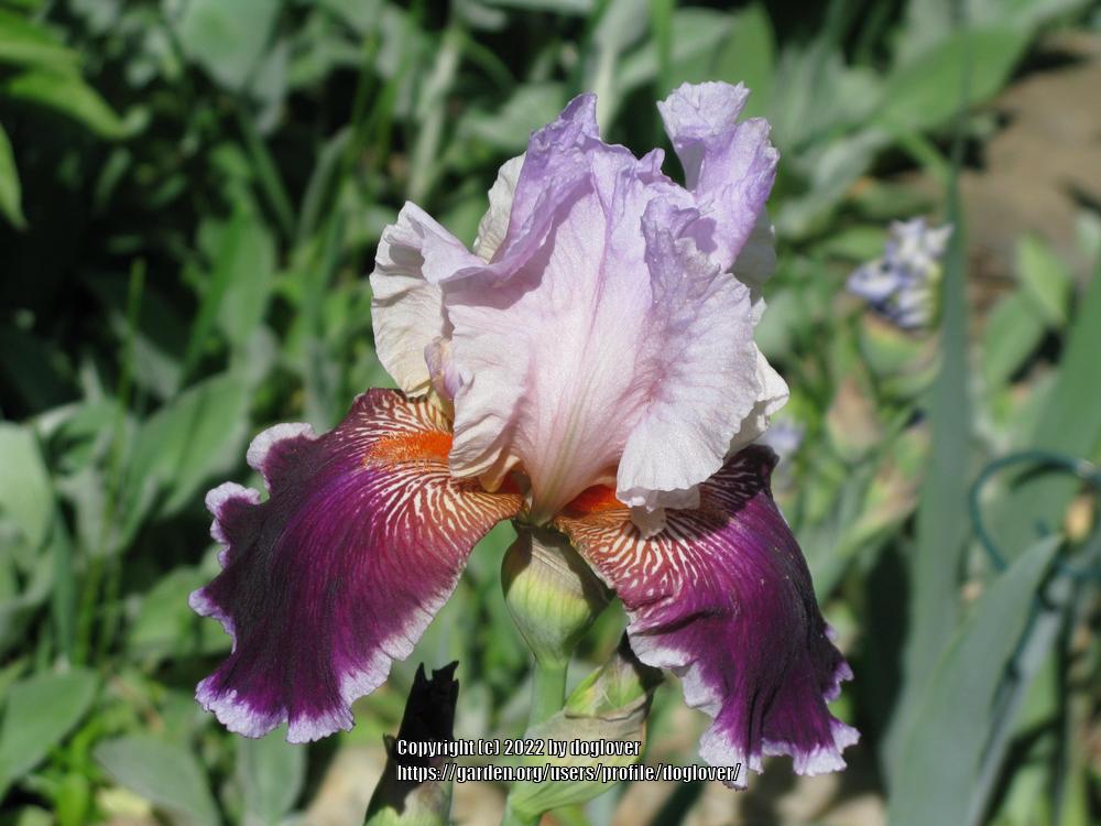 Photo of Tall Bearded Iris (Iris 'Armageddon') uploaded by doglover