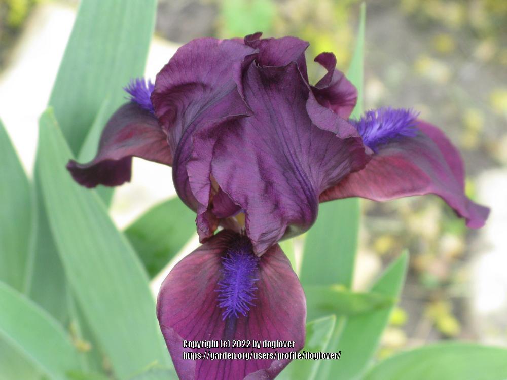 Photo of Standard Dwarf Bearded Iris (Iris 'Cherry Garden') uploaded by doglover