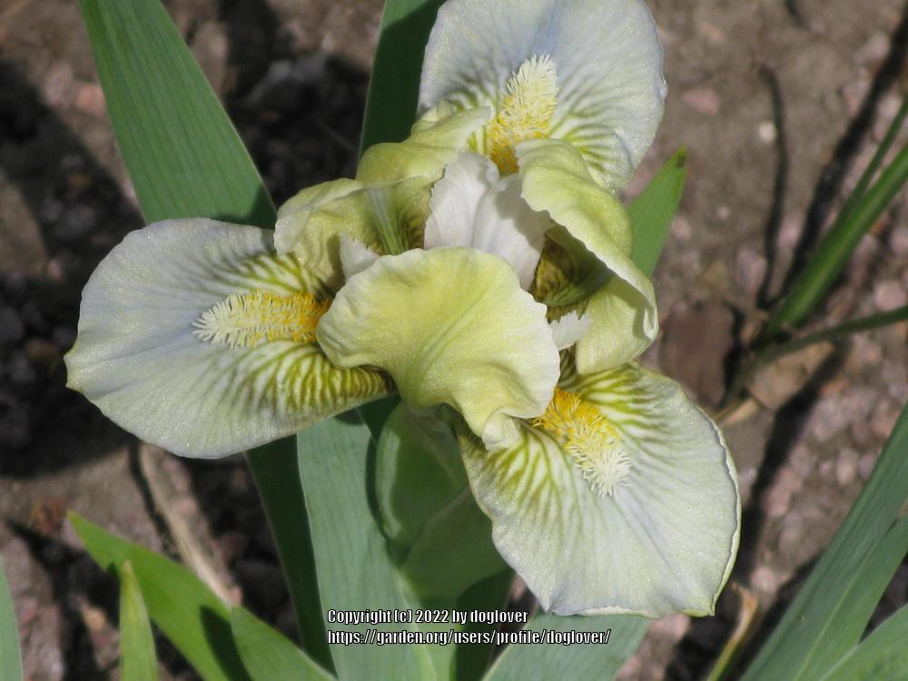 Photo of Miniature Dwarf Bearded Iris (Iris 'Maya Mint') uploaded by doglover