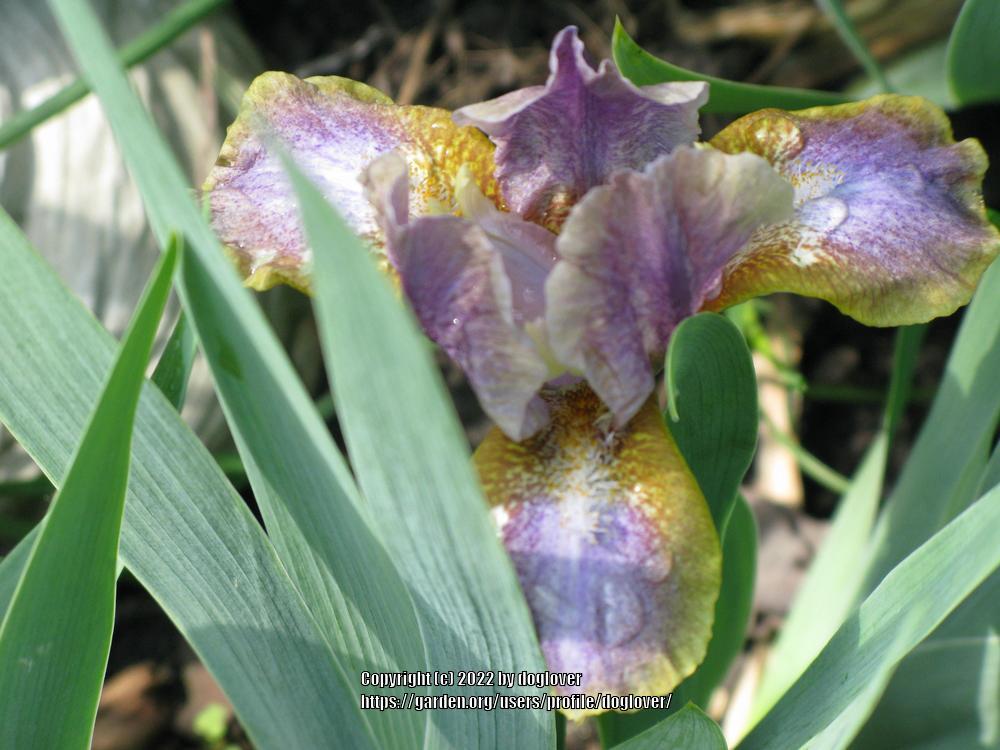 Photo of Standard Dwarf Bearded Iris (Iris 'Leopard Print') uploaded by doglover