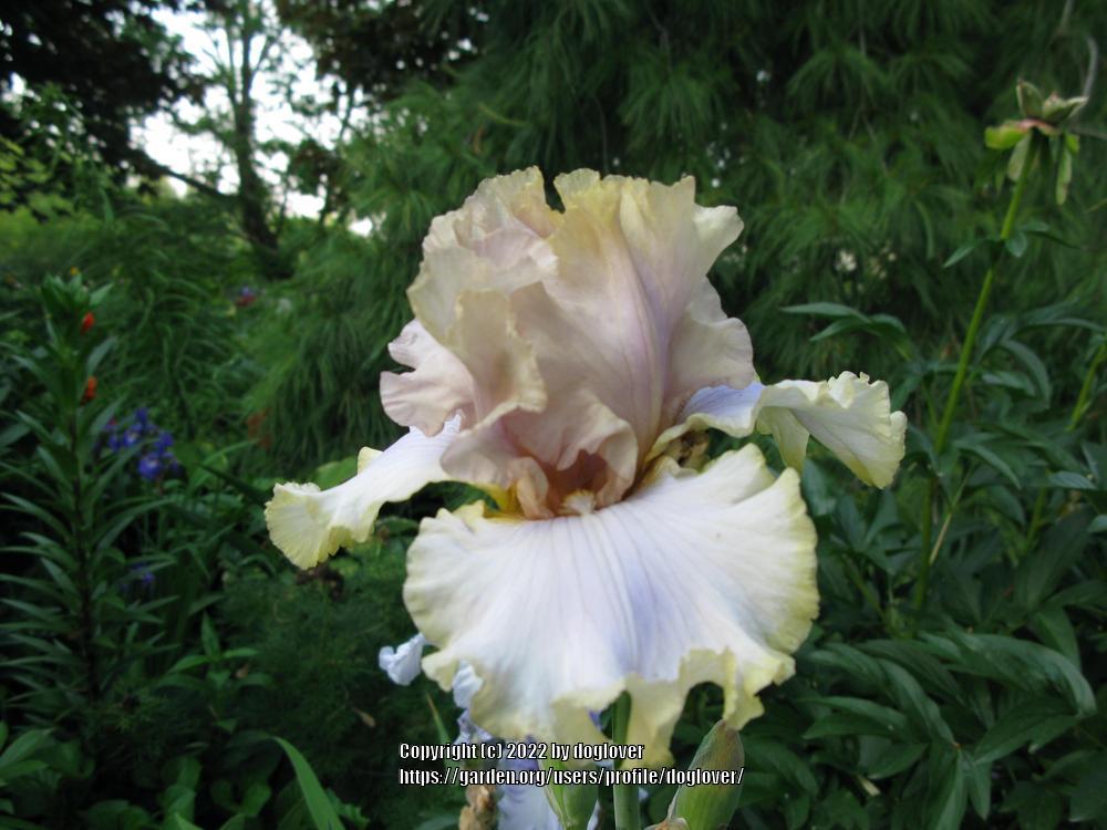 Photo of Tall Bearded Iris (Iris 'Kiss Me Please') uploaded by doglover