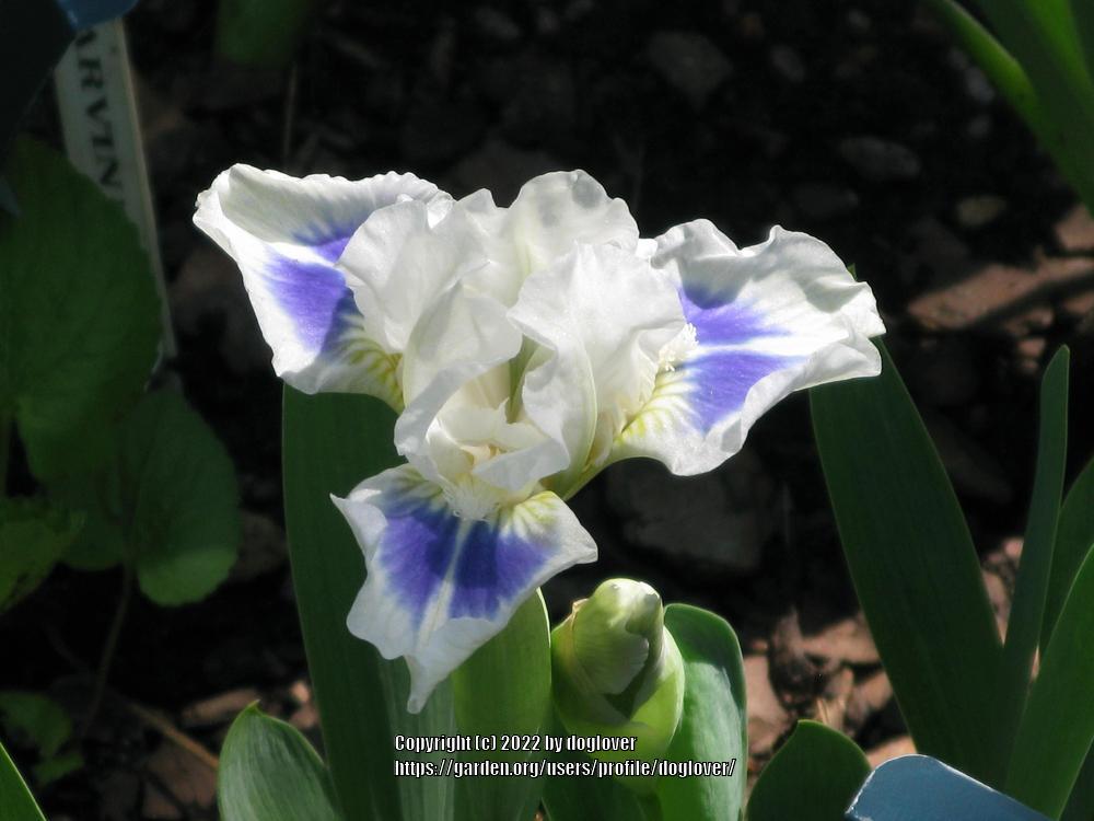 Photo of Standard Dwarf Bearded Iris (Iris 'Gentle Grace') uploaded by doglover