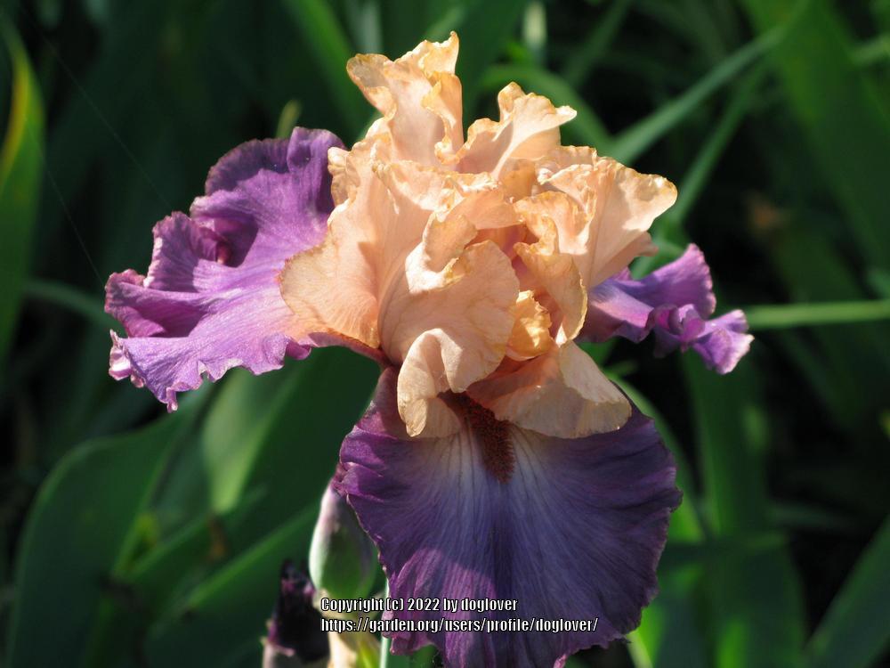 Photo of Tall Bearded Iris (Iris 'Broken Heart') uploaded by doglover