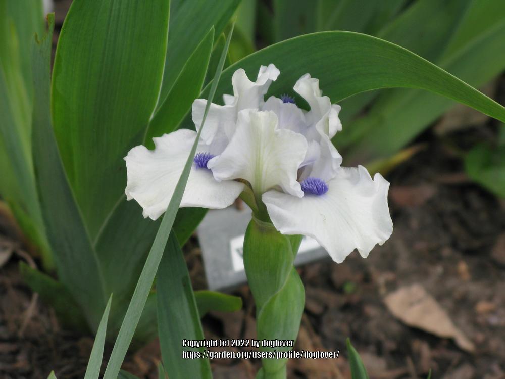 Photo of Standard Dwarf Bearded Iris (Iris 'Bluebeard's Ghost') uploaded by doglover