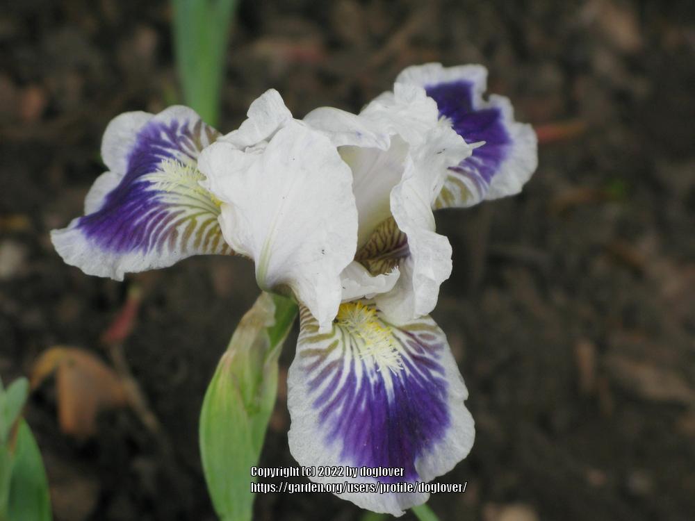 Photo of Standard Dwarf Bearded Iris (Iris 'Blueberries') uploaded by doglover