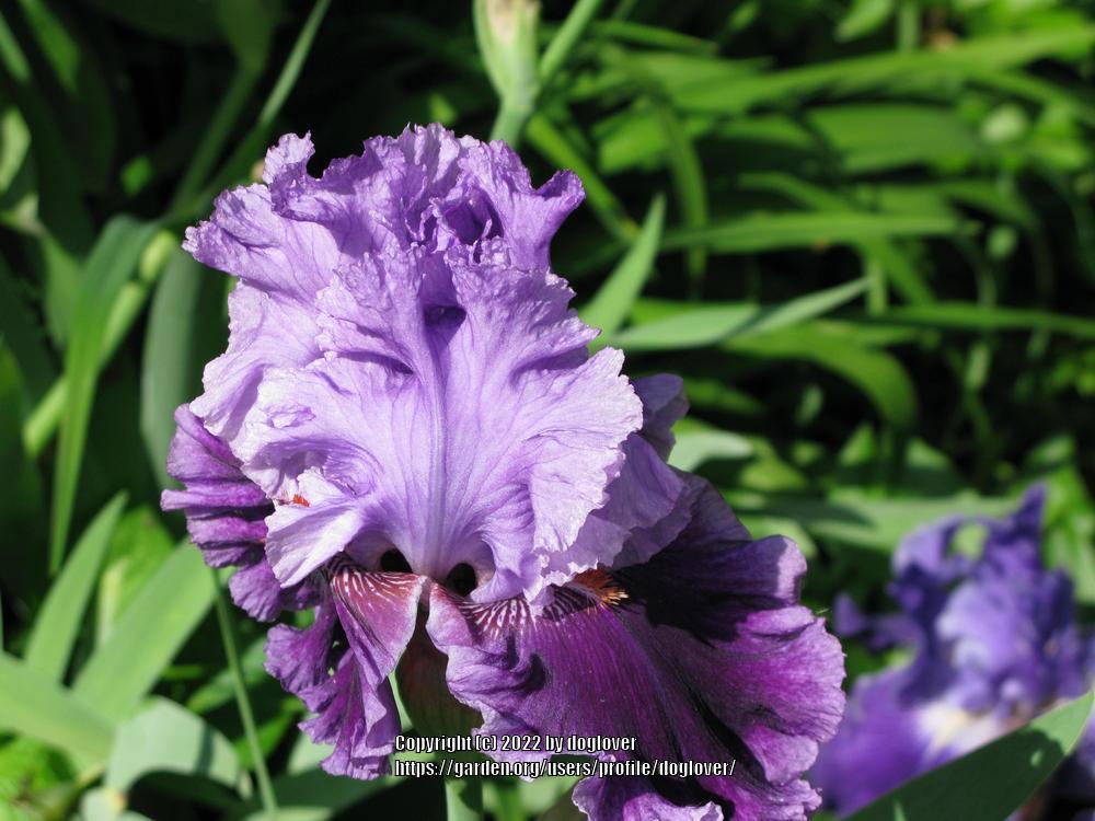 Photo of Tall Bearded Iris (Iris 'Louisa's Song') uploaded by doglover