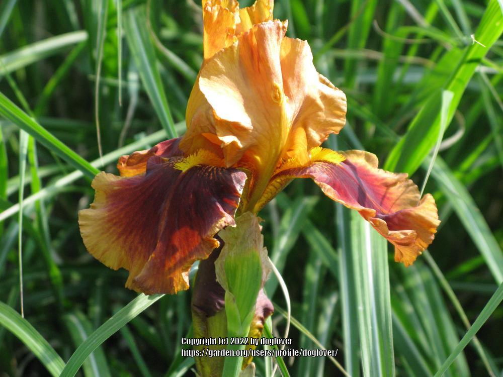 Photo of Tall Bearded Iris (Iris 'Apollodorus') uploaded by doglover