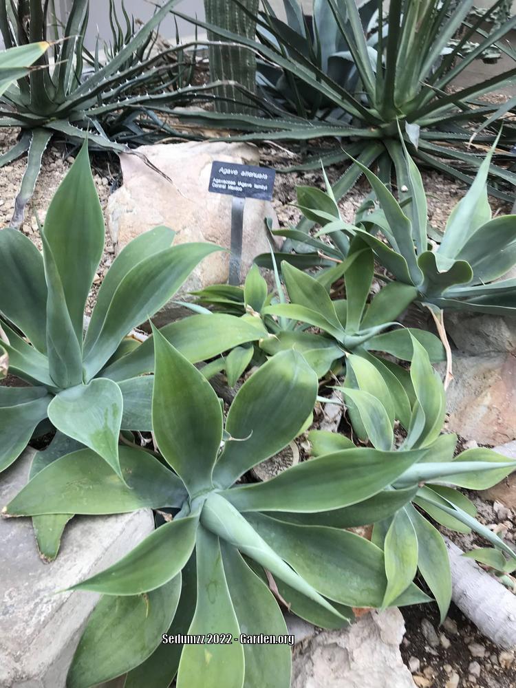Photo of Foxtail Agave (Agave attenuata) uploaded by sedumzz