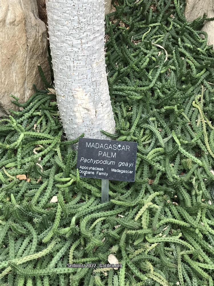 Photo of Madagascar Palm (Pachypodium geayi) uploaded by sedumzz