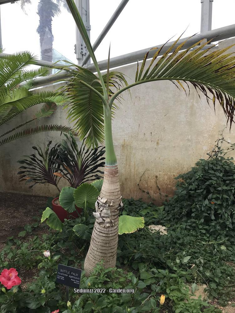 Photo of Bottle Palm (Hyophorbe lagenicaulis) uploaded by sedumzz