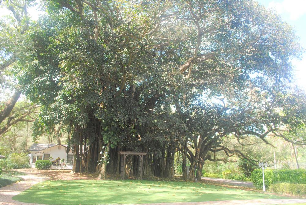 Photo of Banyan Tree (Ficus benghalensis) uploaded by ILPARW
