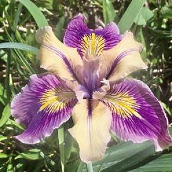 Location: Wild PCN iris on our property