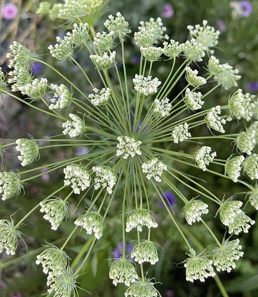 Photo of False Queen Anne's Lace (Ammi majus) uploaded by RachaelHunter