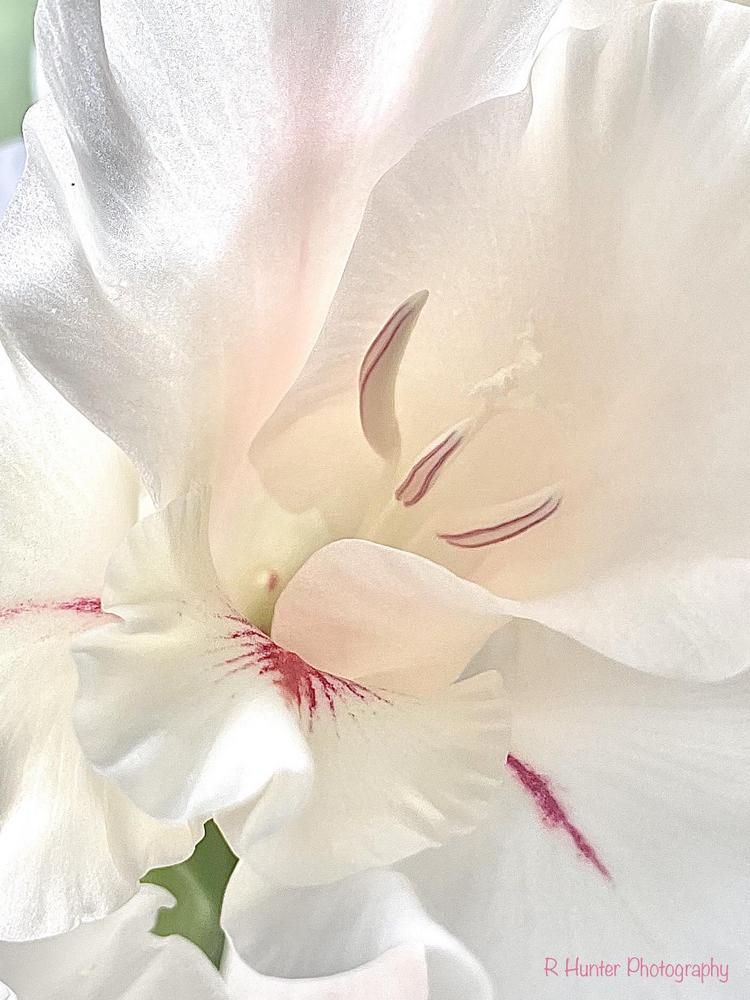 Photo of Hybrid Gladiola (Gladiolus x gandavensis 'White Prosperity') uploaded by RachaelHunter
