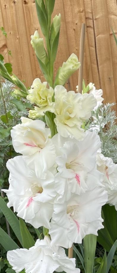 Photo of Hybrid Gladiola (Gladiolus x gandavensis 'White Prosperity') uploaded by RachaelHunter