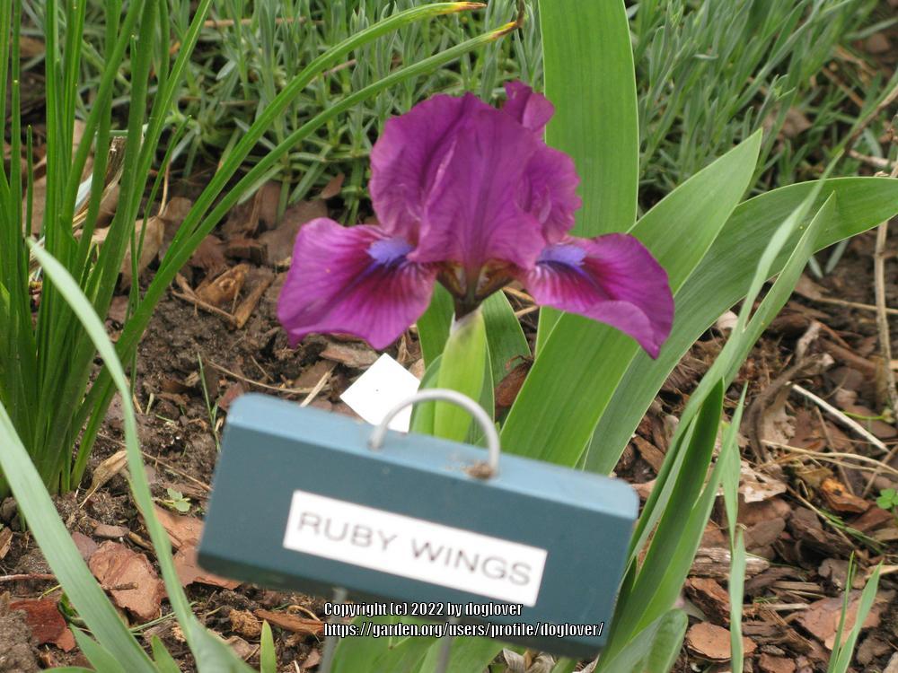 Photo of Standard Dwarf Bearded Iris (Iris 'Ruby Wings') uploaded by doglover