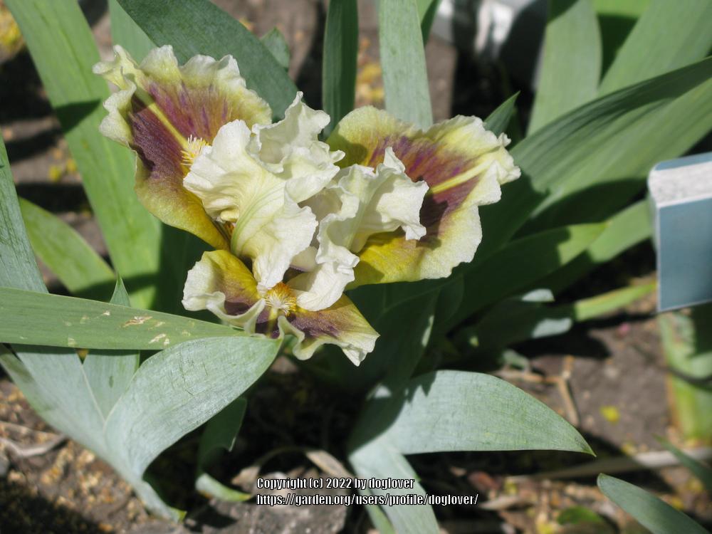 Photo of Standard Dwarf Bearded Iris (Iris 'Muggles') uploaded by doglover