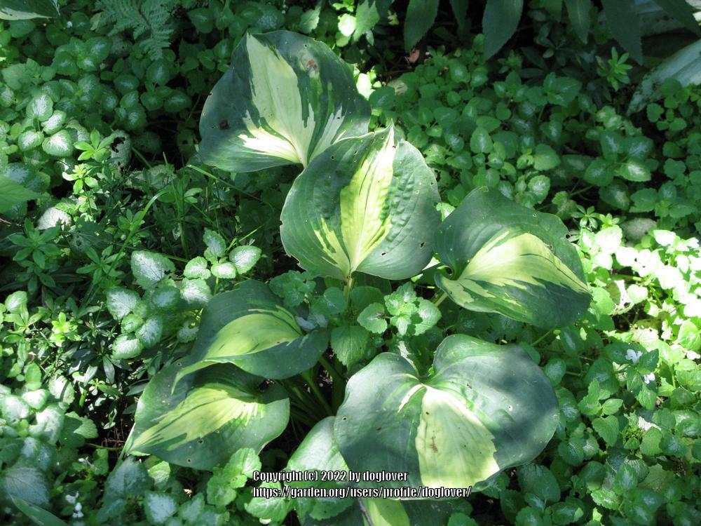Photo of Hosta 'Dream Queen' uploaded by doglover