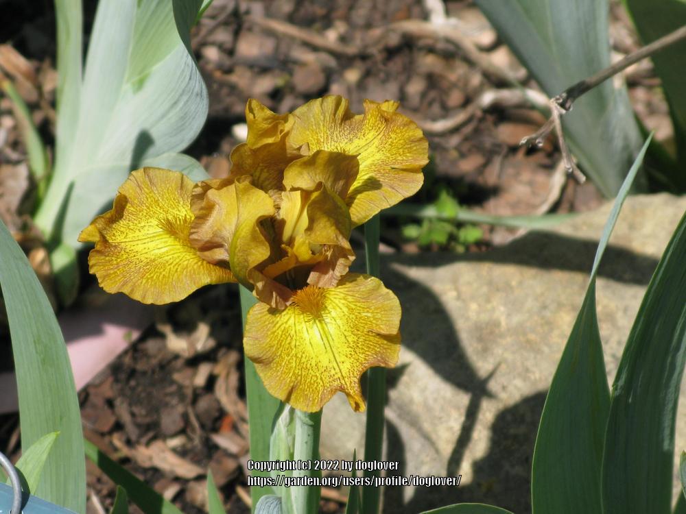 Photo of Standard Dwarf Bearded Iris (Iris 'Snickers') uploaded by doglover