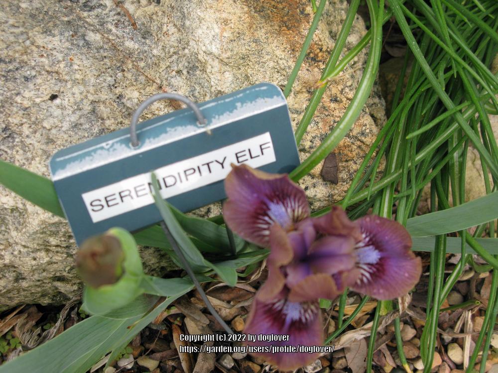 Photo of Standard Dwarf Bearded Iris (Iris 'Serendipity Elf') uploaded by doglover