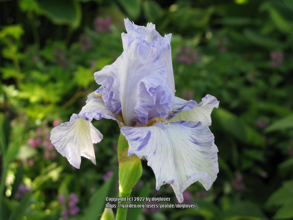 Photo of Tall Bearded Iris (Iris 'Tiro Mancino') uploaded by doglover