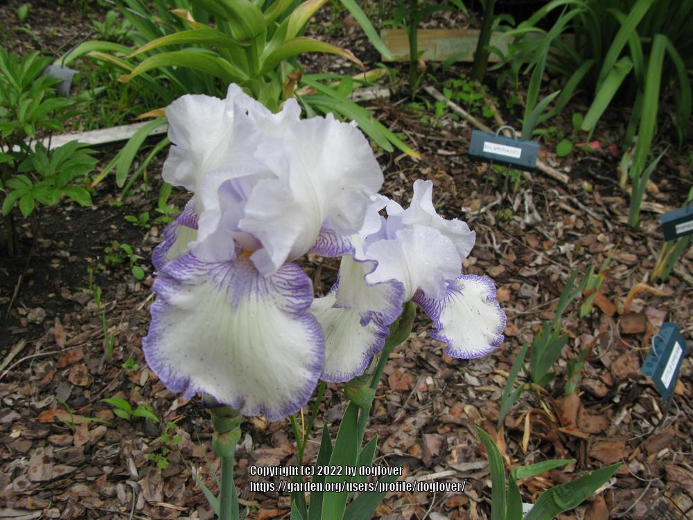 Photo of Tall Bearded Iris (Iris 'Snowbrook') uploaded by doglover