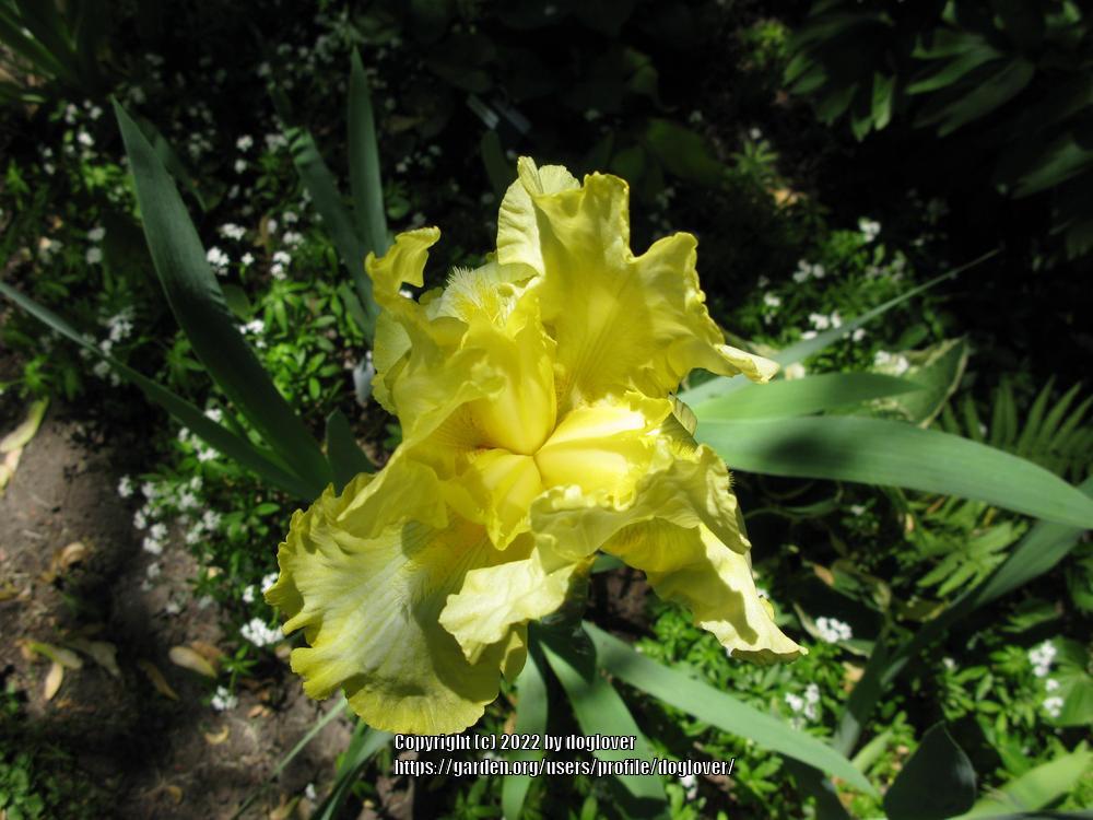 Photo of Tall Bearded Iris (Iris 'Summer Olympics') uploaded by doglover