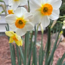 Location: central NC
Date: 04/05/2022
Bulbs were planted in fall of 2021; hence, it may be flowering la
