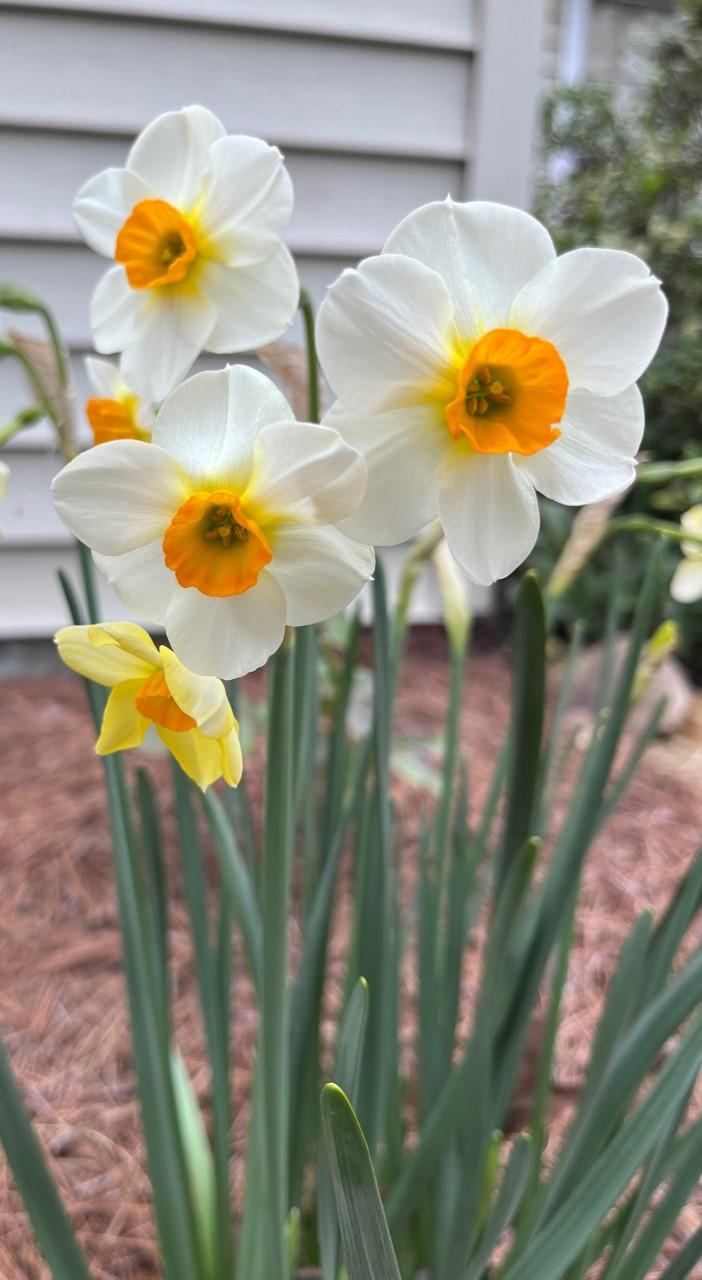Photo of Jonquilla Daffodil (Narcissus 'Beautiful Eyes') uploaded by gregnc