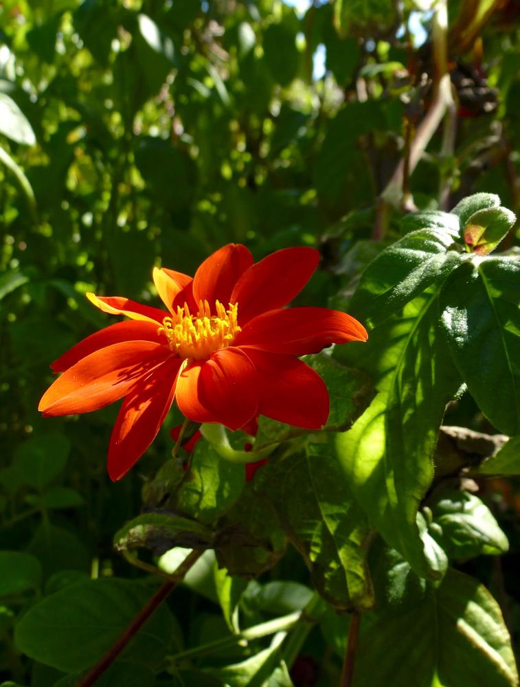 Photo of Mexican Sunflower (Tithonia rotundifolia) uploaded by scvirginia