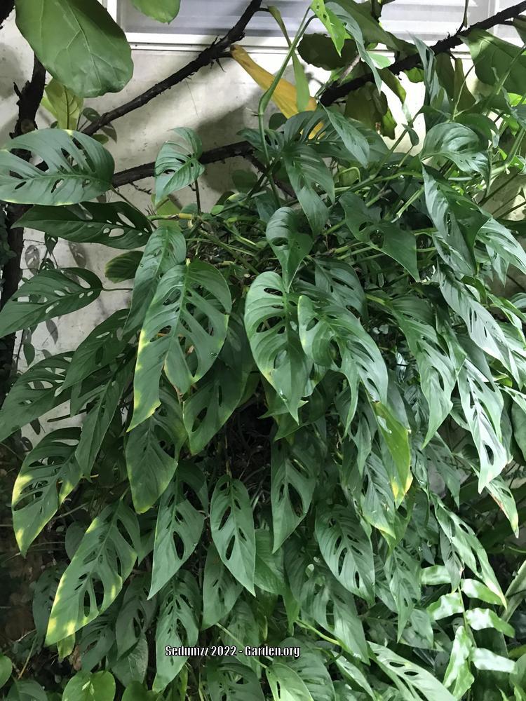 Photo of Swiss Cheese Philodendron (Monstera adansonii) uploaded by sedumzz