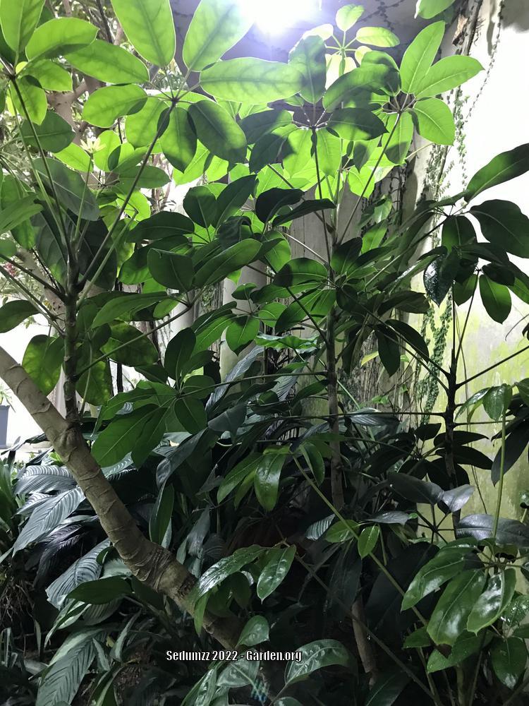 Photo of Umbrella Tree (Heptapleurum actinophyllum) uploaded by sedumzz