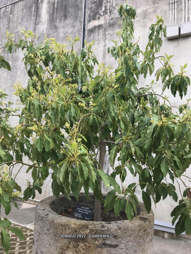 Photo of Avocado (Persea americana 'Brazos Belle') uploaded by sedumzz