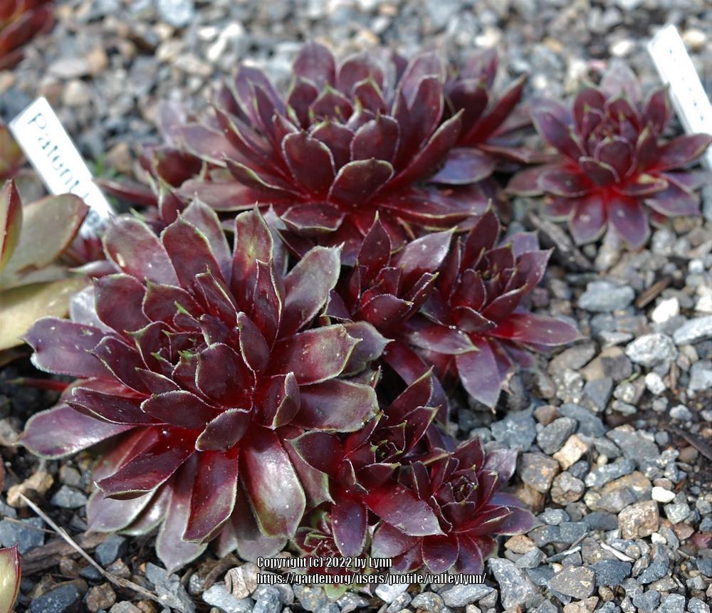 Photo of Hen and Chicks (Sempervivum 'Patent Leather Shoes') uploaded by valleylynn