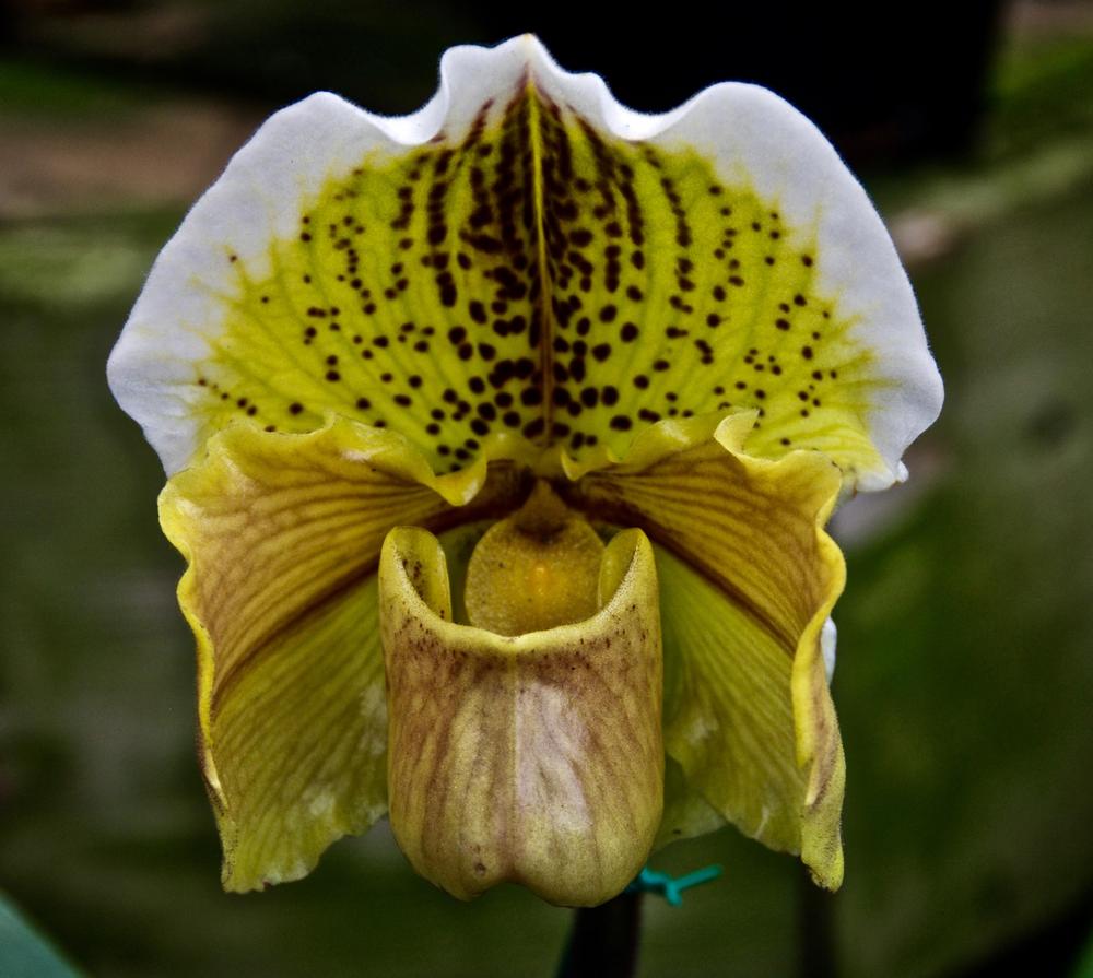 Photo of Slipper Orchid (Paphiopedilum) uploaded by Fleur569